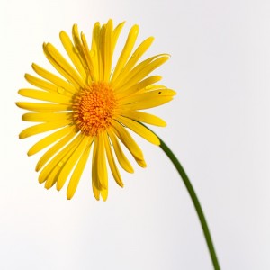 kvet-1.jpg
